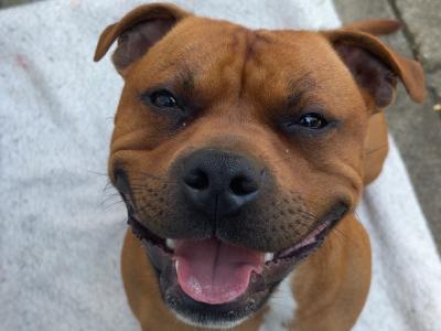 IKC Registered English Staffordshire Bull Terrier Champion breed
