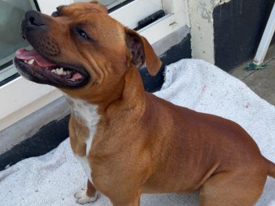 IKC Registered English Staffordshire Bull Terrier Champion breed