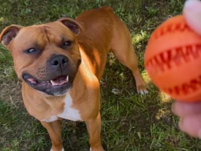 IKC Registered English Staffordshire Bull Terrier Champion breed