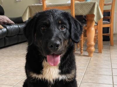 Bernese Mountain Dog x Golden Retriever puppies in Monaghan