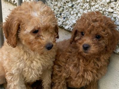 Toy Poodle puppies in Cavan