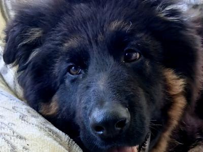 IKC  German Shepherd Pup 5 Generation Pedigree