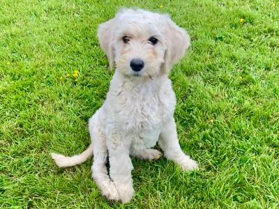 Beautiful Goldendoodle puppies in Wexford