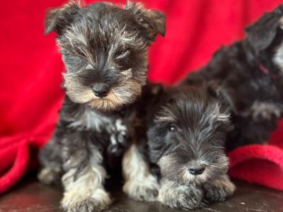 IKC Registered Miniature Schnauzer puppies in Galway
