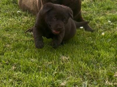 IKC Registered female Chocolate Labrador puppy in Limerick