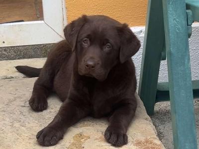 IKC Registered female Chocolate Labrador puppy in Limerick