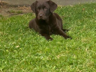 IKC Registered female Chocolate Labrador puppy in Limerick