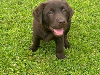 IKC Registered female Chocolate Labrador puppy in Limerick