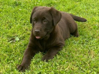 IKC Registered female Chocolate Labrador puppy in Limerick