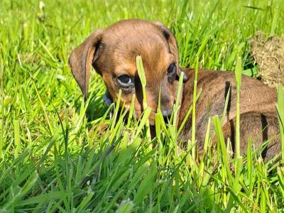 Dachshund puppies in Kilkenny. 3 females non-registered