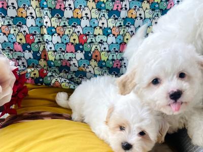 Adorable Teddy Bear (Bichon Frise x Cavachon) puppies  in Meath