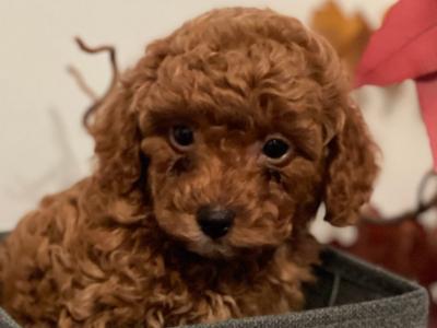 Male Toy Poodle puppy in Kerry