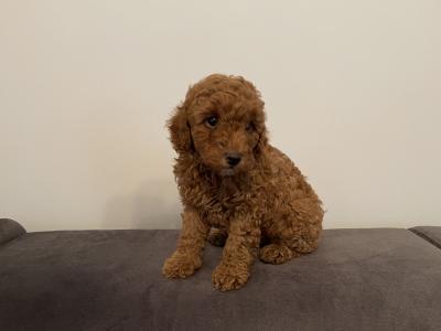 Male Toy Poodle puppy in Kerry