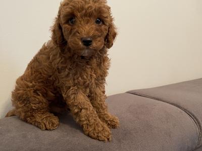 Male Toy Poodle puppy in Kerry