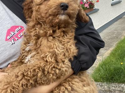 Male Toy Poodle puppy in Kerry