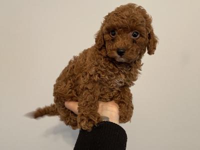 Male Toy Poodle puppy in Kerry