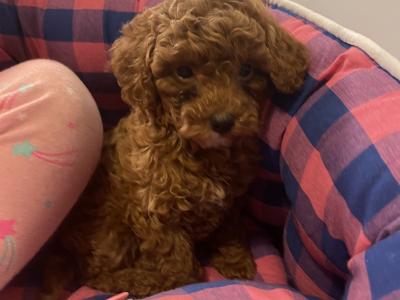 Male Toy Poodle puppy in Kerry