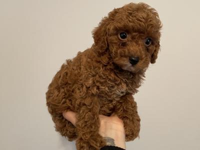 Male Toy Poodle puppy in Kerry