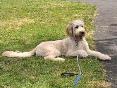 Male Irish Doodle (Spud)