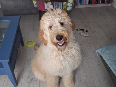 Male Irish Doodle (Spud)