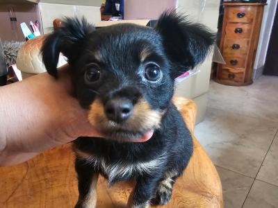 IKC Registered female Russian Toy Terrier puppies in Clare
