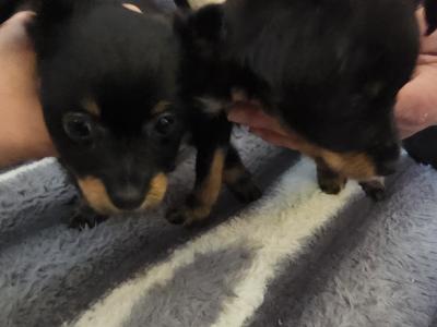 IKC Registered female Russian Toy Terrier puppies in Clare