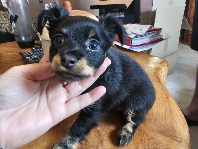 IKC Registered female Russian Toy Terrier puppies in Clare