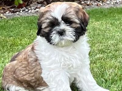 Beautiful Shih Tzu puppies for sale in Wexford