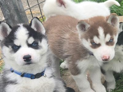 Husky X puppies in Mayo