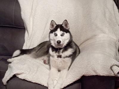 Husky X puppies in Mayo