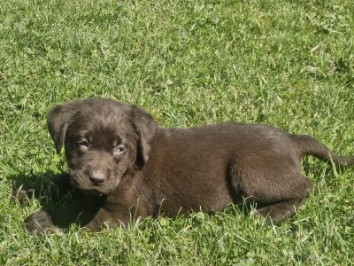 Chocolate Labrador puppies for sale in Monaghan - Purebred