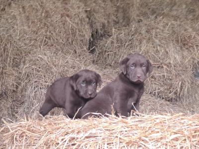 Chocolate Labrador puppies for sale in Monaghan - Purebred