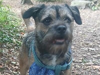 Amazing Border Terrier for stud