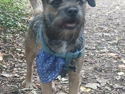 Amazing Border Terrier for stud