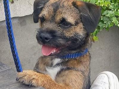 Amazing Border Terrier for stud