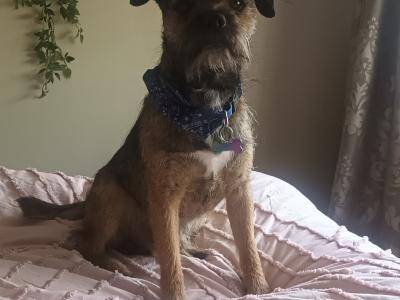 Amazing Border Terrier for stud