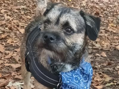 Amazing Border Terrier for stud