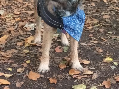 Amazing Border Terrier for stud