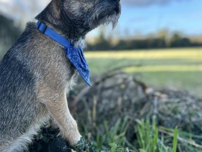 Amazing Border Terrier for stud