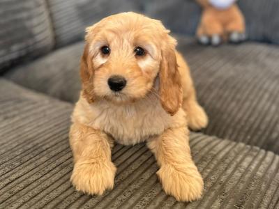 Miniature Goldendoodle puppies in Wexford - One Female remaining