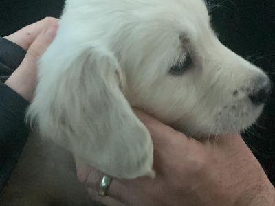 IKC Registered 3 year old Golden Retriever, First Time stud