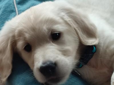 IKC Registered 3 year old Golden Retriever, First Time stud