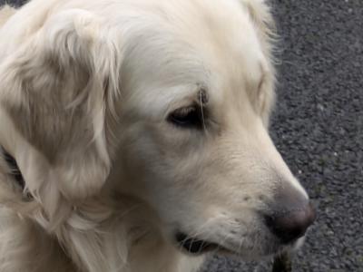 IKC Registered 3 year old Golden Retriever, First Time stud