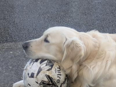 IKC Registered 3 year old Golden Retriever, First Time stud