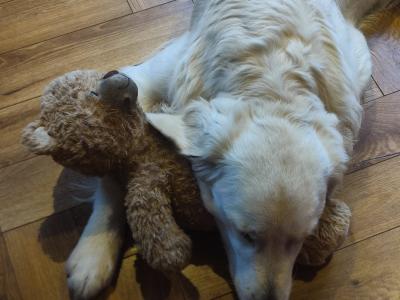IKC Registered 3 year old Golden Retriever, First Time stud