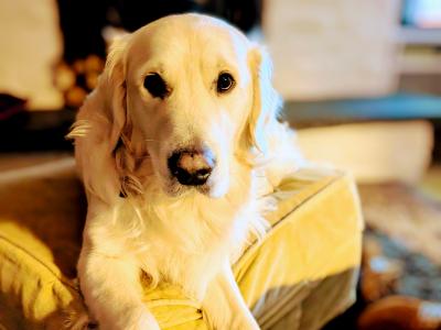IKC Registered 3 year old Golden Retriever, First Time stud