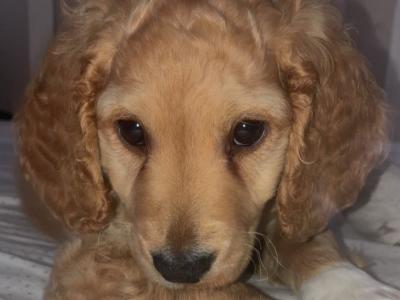 Affectionate male Cockapoo puppy 3 months old available in Dublin