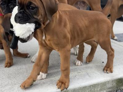10 week old IKC Registered (pending) boxer puppies