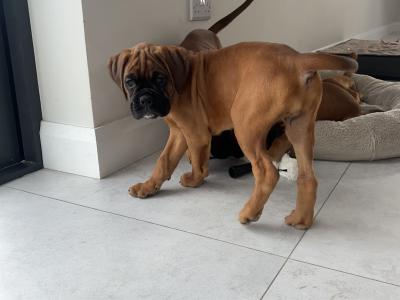 10 week old IKC Registered (pending) boxer puppies
