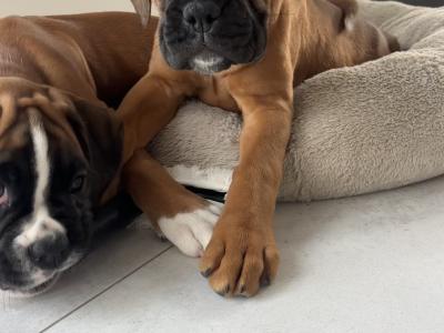 10 week old IKC Registered (pending) boxer puppies
